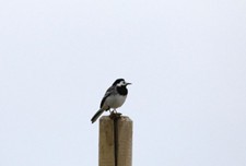 Witte kwikstaart (Bentwoud). Foto van Jos.